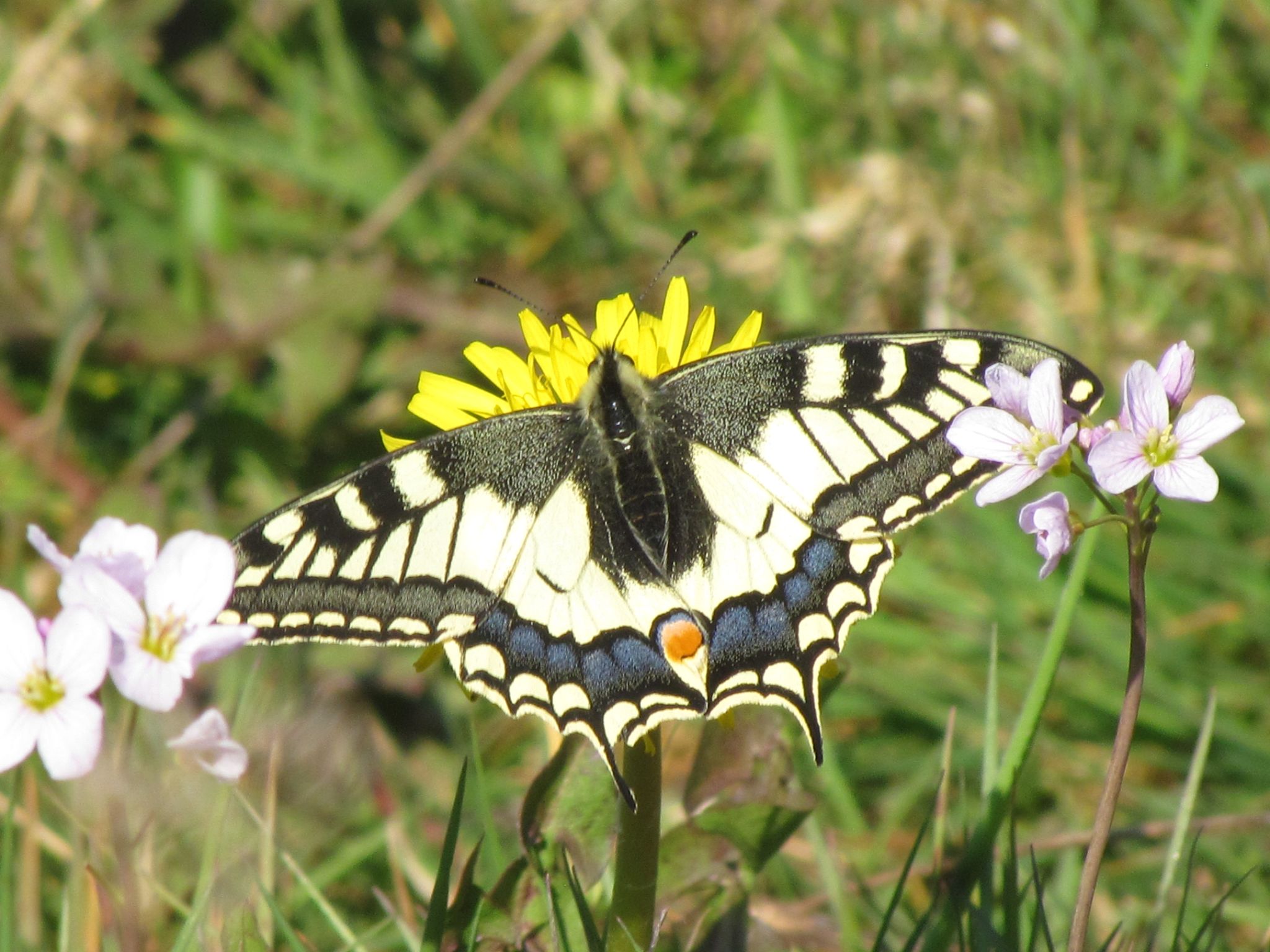 vlinder